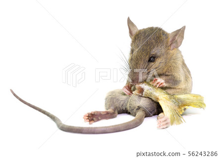 mouse animal rat eating food mouse animal rat eating food 56243286