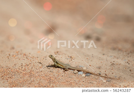 Butterfly Agama Lizard (Leiolepis Cuvier) , Butterfly Agama Lizard (Leiolepis Cuvier) , 56243287