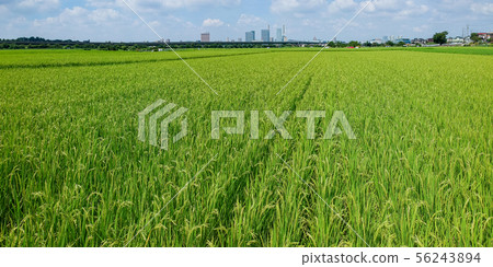 刷新Minuma稻田夏天 56243894