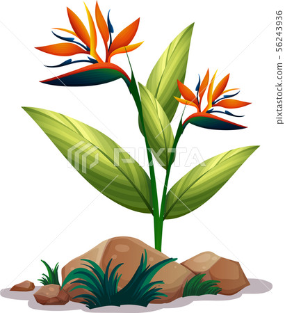 Bird of paradise on white background 56243936