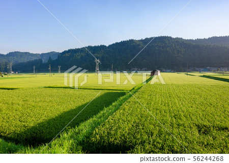 Rural landscape Rural landscape 56244268