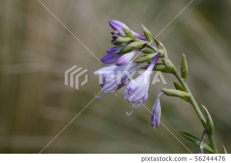 hosta flower 56244476