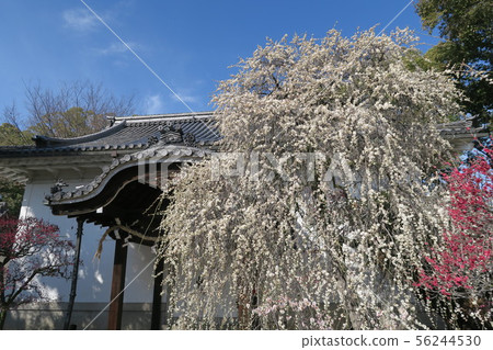 Domyoji Tenmangu神社 56244530