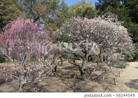 Domyoji Tenmangu神社 56244549