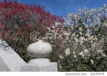 Domyoji Tenmangu神社 Domyoji Tenmangu神社 56244576