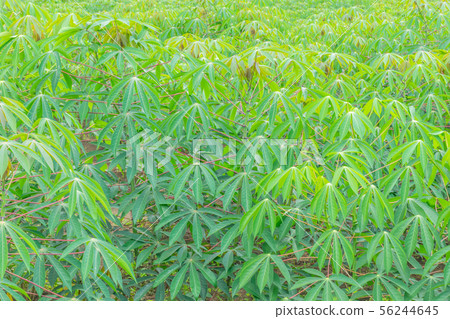 Cassava,Tapioca,plant field, surface texture leave 56244645