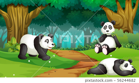 Pandas in wood scene Pandas in wood scene 56244682