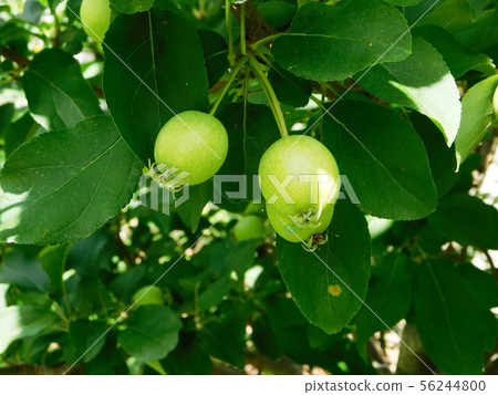 Crabapple fruit in Tokiwa Park's tropical botanical garden Crabapple fruit in Tokiwa Park's tropical botanical garden 56244800