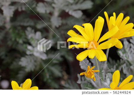 朱利葉斯雛菊的花和雨滴 56244924