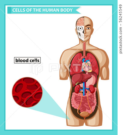 Scientific medical illustration of blood cells Scientific medical illustration of blood cells 56245549
