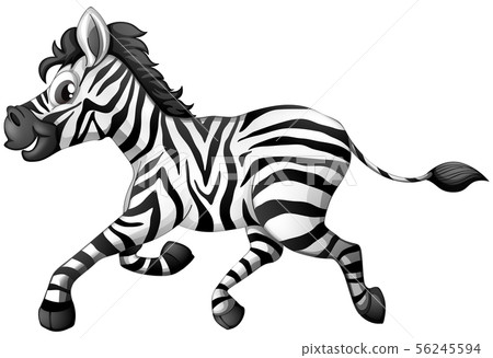 Zebra running on white background 56245594
