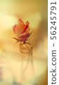 Rose dry flower 56245791