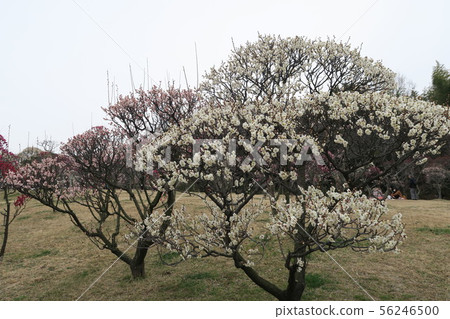 Arayama Park Arayama Park 56246500