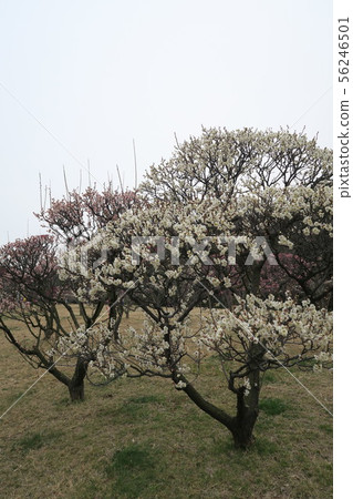 Arayama Park Arayama Park 56246501