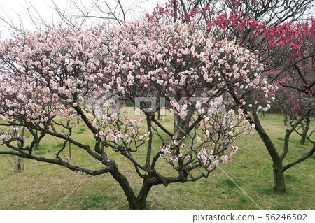 Arayama Park Arayama Park 56246502