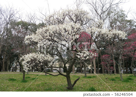 Arayama Park Arayama Park 56246504