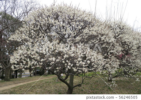 Arayama Park Arayama Park 56246505