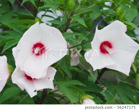 America's full bloom 56247175