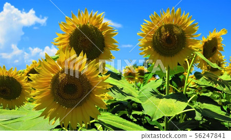 Sunflower up photo Sunflower up photo 56247841