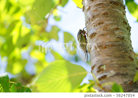 樹的陰影5 樹的陰影5 56247854