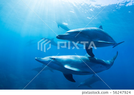 海豚 56247924