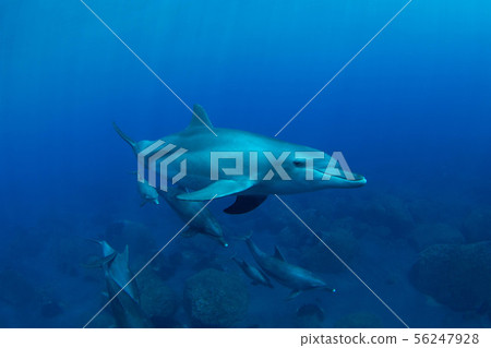 Dolphin Dolphin 56247928