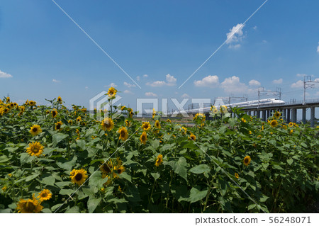 Tokaido Shinkansen and sunflower Tokaido Shinkansen and sunflower 56248071