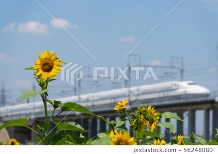 Sunflower and N 700 series bullet train 56248080