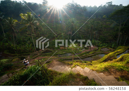 Tegalalang rice terraces Tegalalang rice terraces 56248158