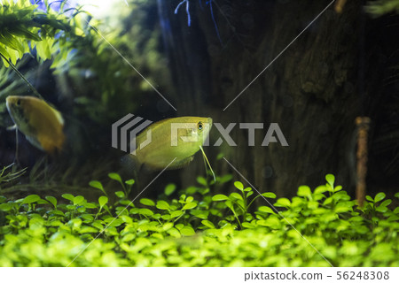 金黃蜂蜜矮小的格萊美熱帶魚圖像 56248308