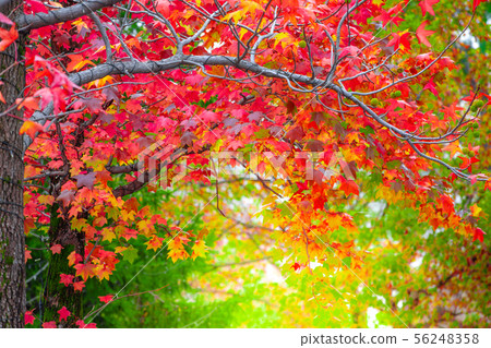 Red maple leaves in autumn season with blurred 56248358