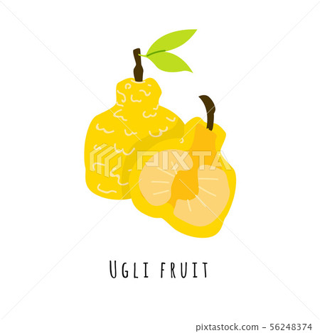 Ugli fruit flat vector illustration 56248374