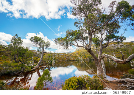 Landscape of Cradle mountain Tasmania, Australia. 56249967