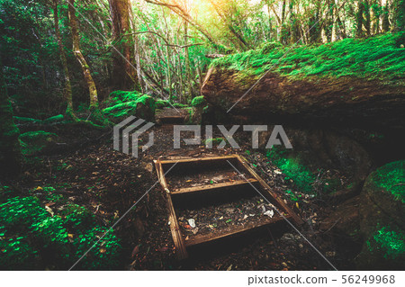 Beautiful rainforest jungle in Tasmania, Australia 56249968