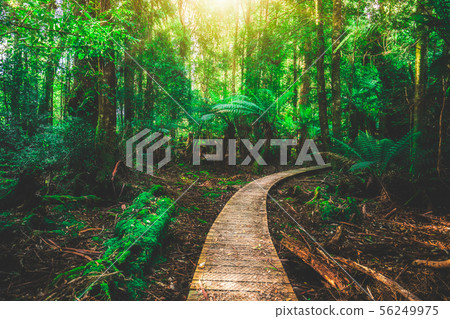 Beautiful rainforest jungle in Tasmania, Australia 56249975