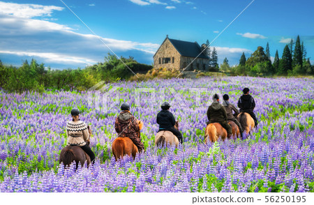Traveler ride horse at Lake Tekapo, New Zealand. Traveler ride horse at Lake Tekapo, New Zealand. 56250195