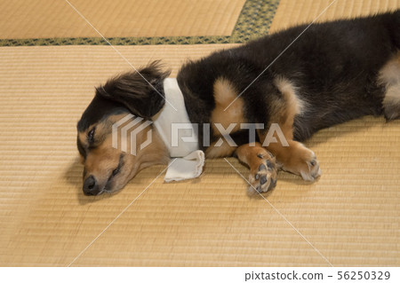 寵物身體狀況管理 56250329