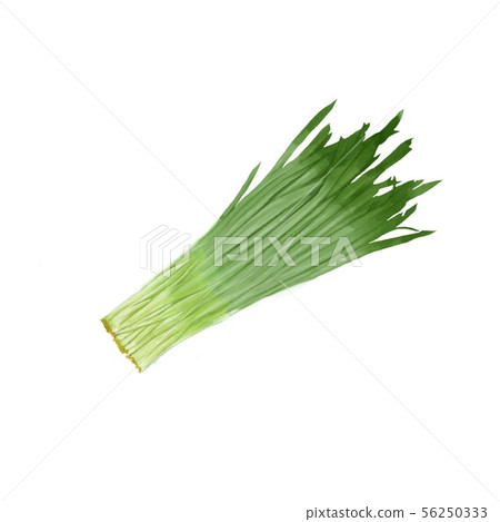 Leek watercolor 56250333