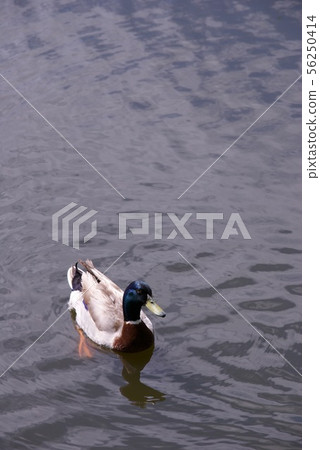 Ducks in the park pond Ducks in the park pond 56250414