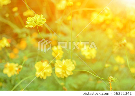 Yellow flowers in the morning 56251341