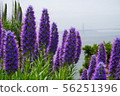 American nature 56251396