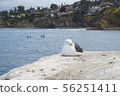 American nature 56251411