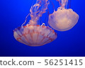 American nature 56251415