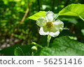 American nature 56251416