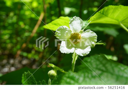American nature American nature 56251416