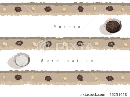 Potato germination illustration 01 Potato germination illustration 01 56251658