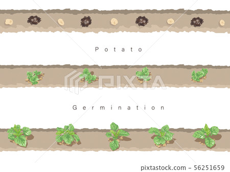 Potato germination illustration 02 56251659