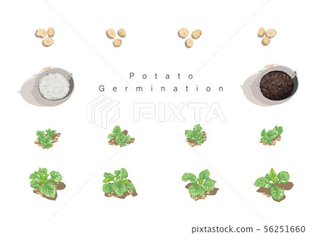 Potato germination illustration 03 56251660