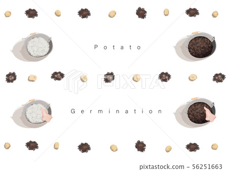 Potato germination illustration 06 Potato germination illustration 06 56251663