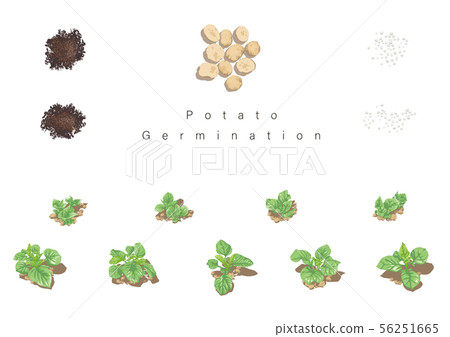 土豆萌芽例證07 56251665